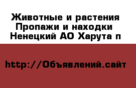 Животные и растения Пропажи и находки. Ненецкий АО,Харута п.